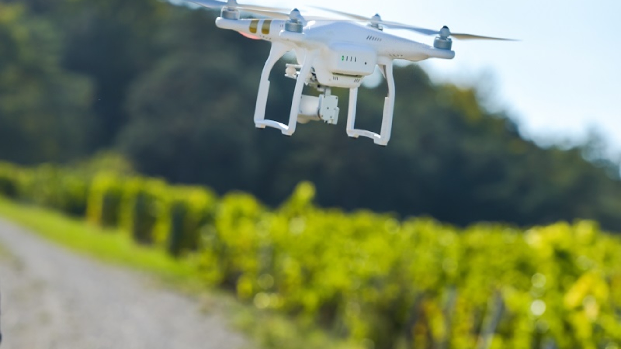 Man flying drone in wineyard, Champagne, France