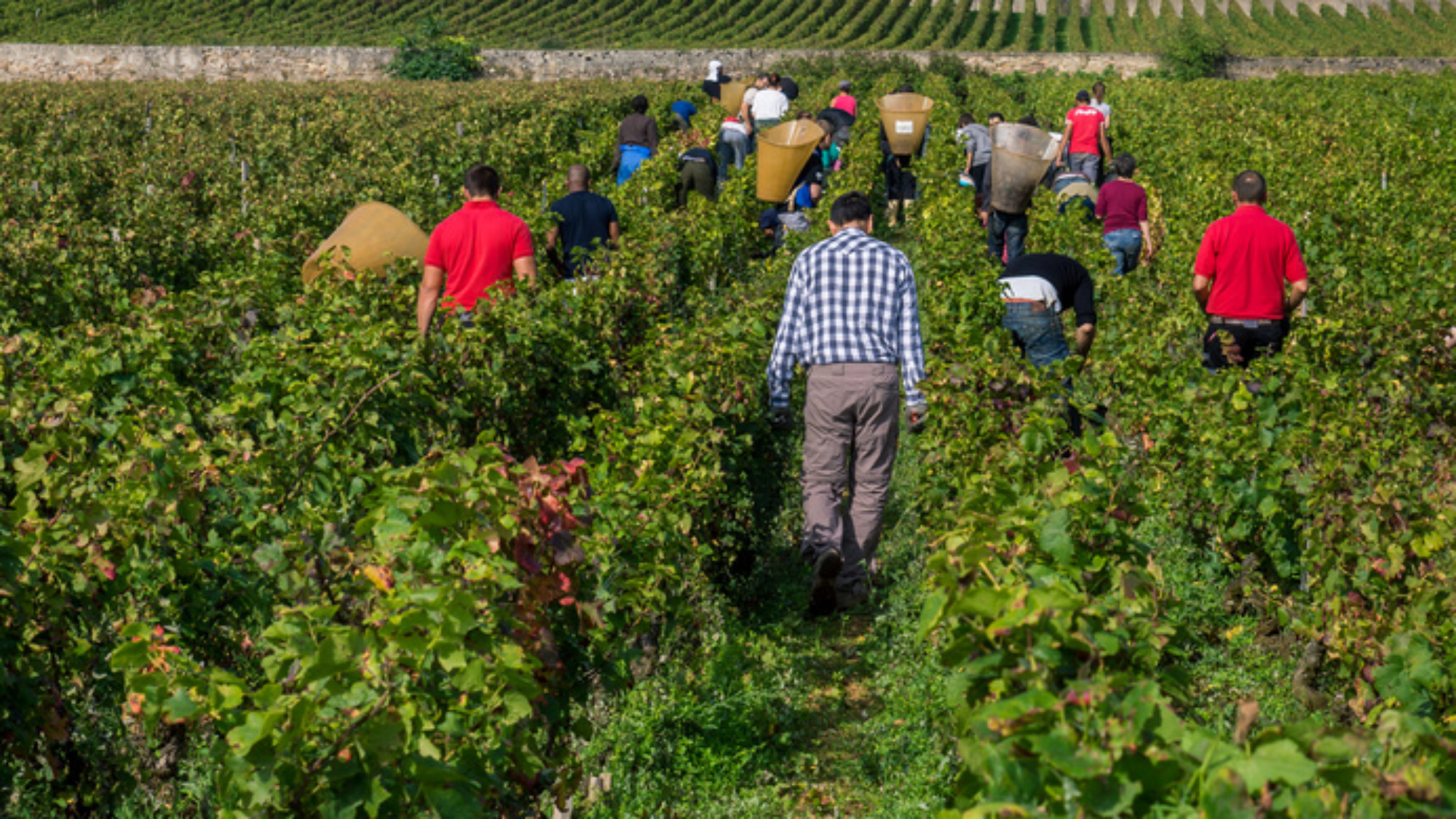 vendanges à la main