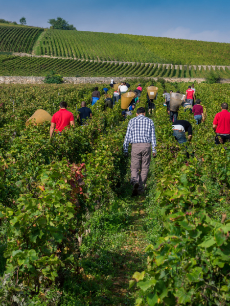 vendanges à la main