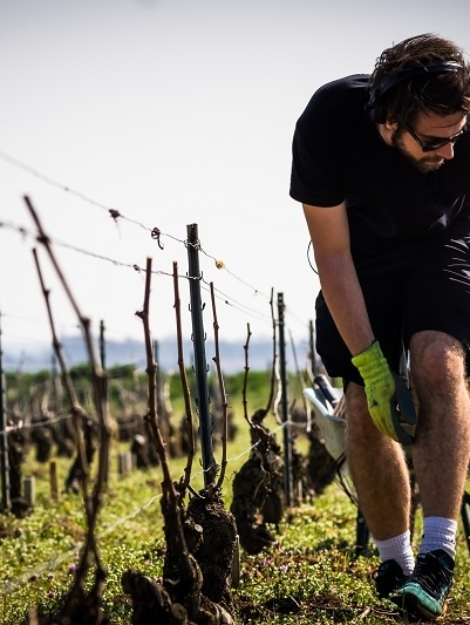 jeune viticulteur